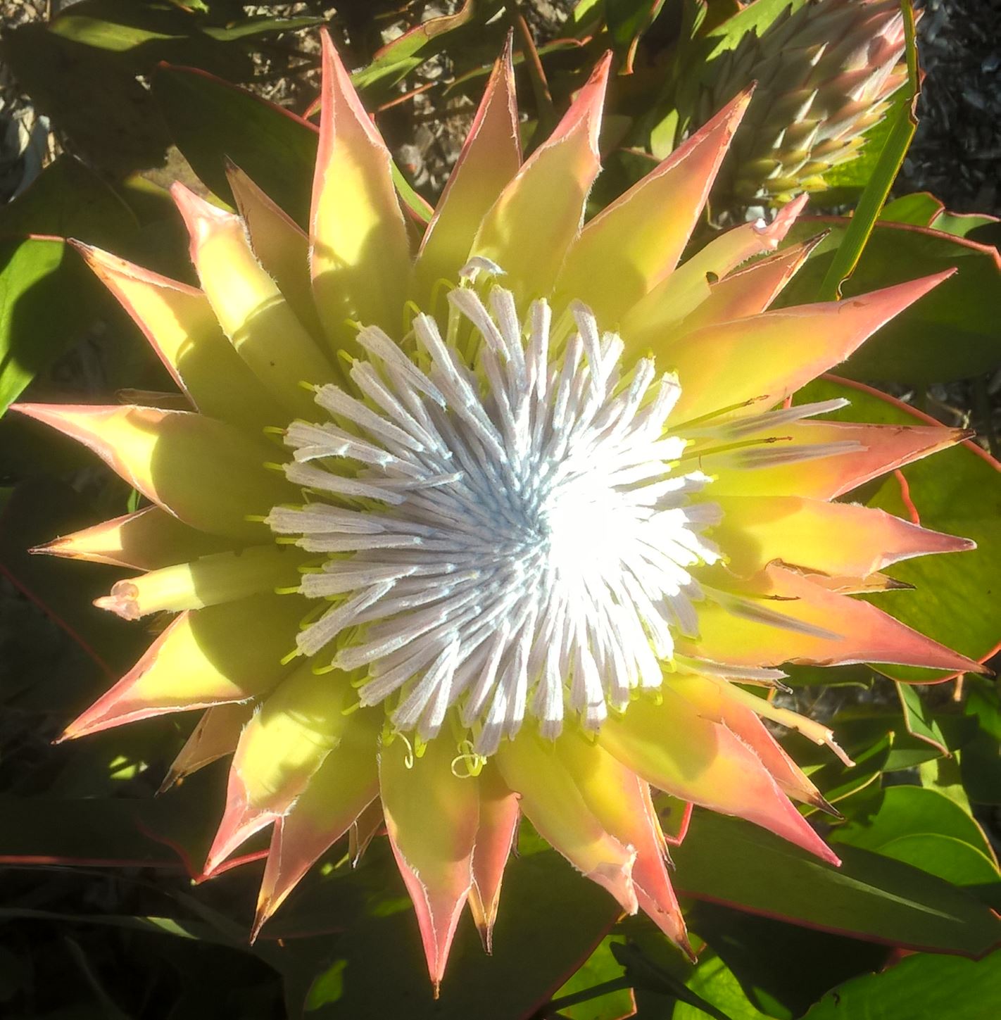 a protea, the national flower of South Africa